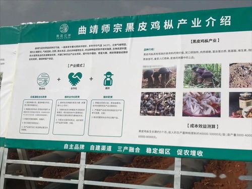 云南國(guó)發(fā)有機(jī)肥技術(shù)助力師宗煙草產(chǎn)業(yè)，推動(dòng)土壤改良與環(huán)保發(fā)展